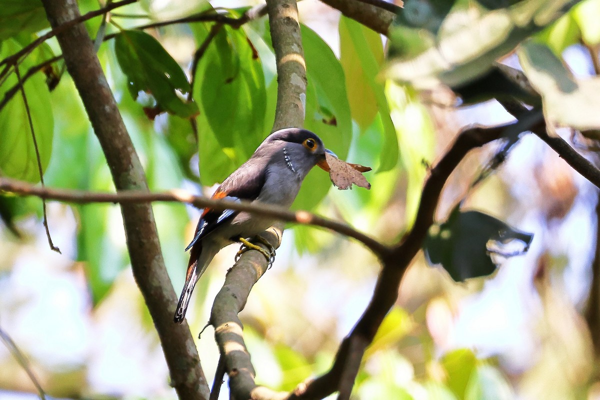 Gray-lored Broadbill - ML637092502