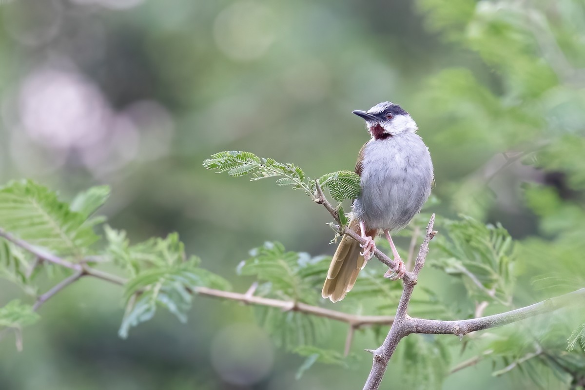 Gray-capped Warbler - ML637092610