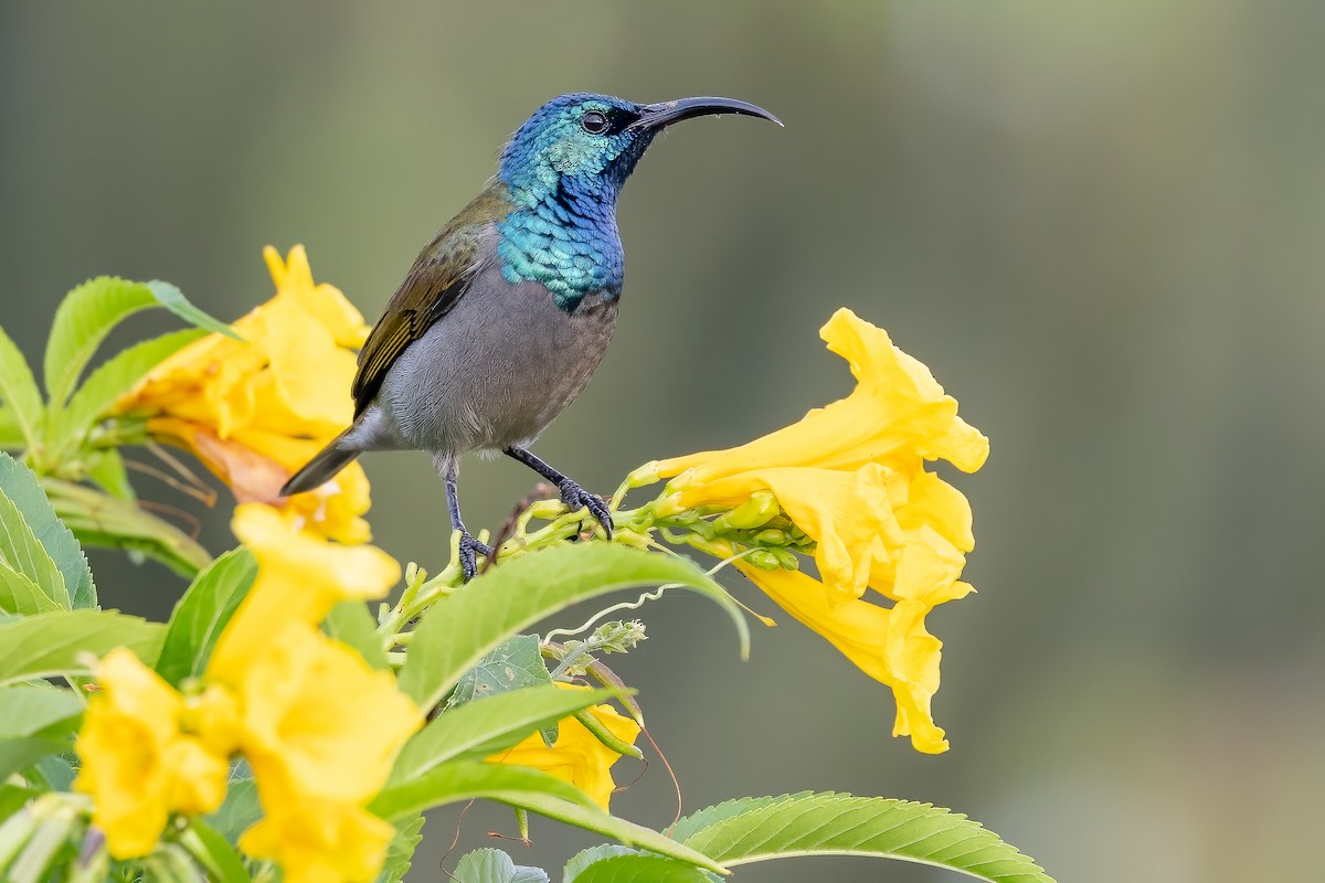 Green-headed Sunbird (Green-headed) - ML637092618