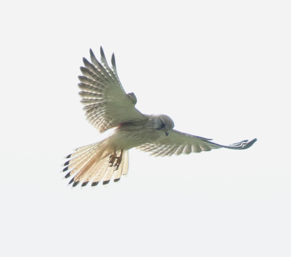 Nankeen Kestrel - ML637092628