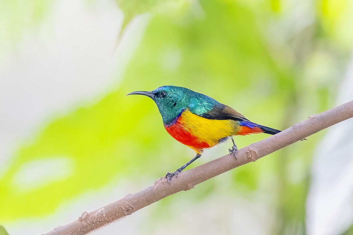 Regal Sunbird - ML637092695