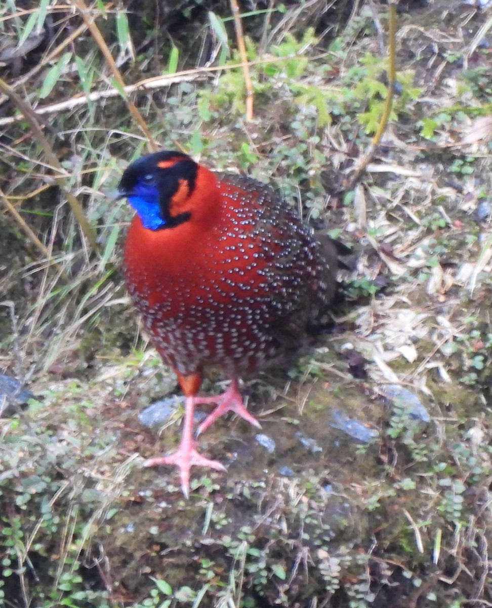 Satyr Tragopan - ML637092772