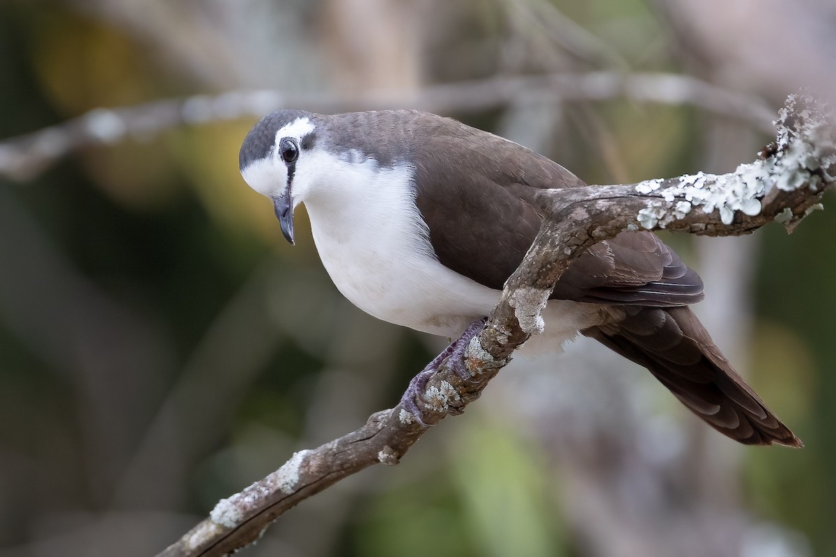 Tambourine Dove - ML637092794