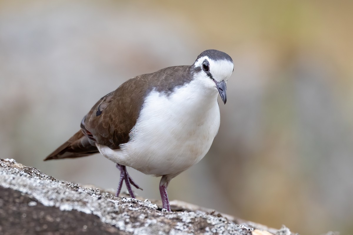 Tambourine Dove - ML637092795