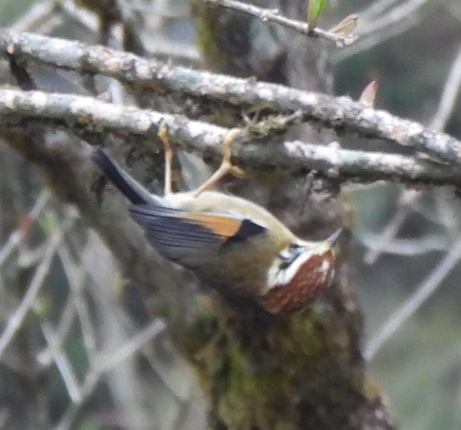 Rufous-winged Fulvetta - ML637092797