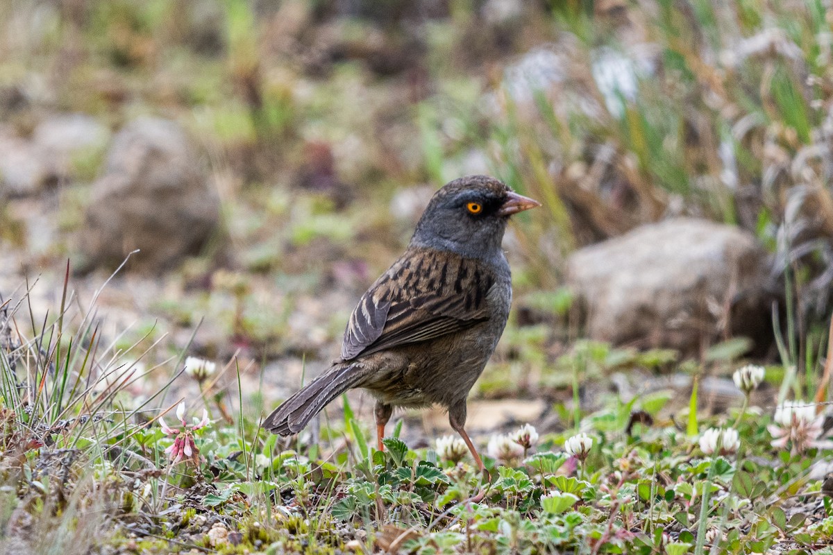 Volcano Junco - ML637092804