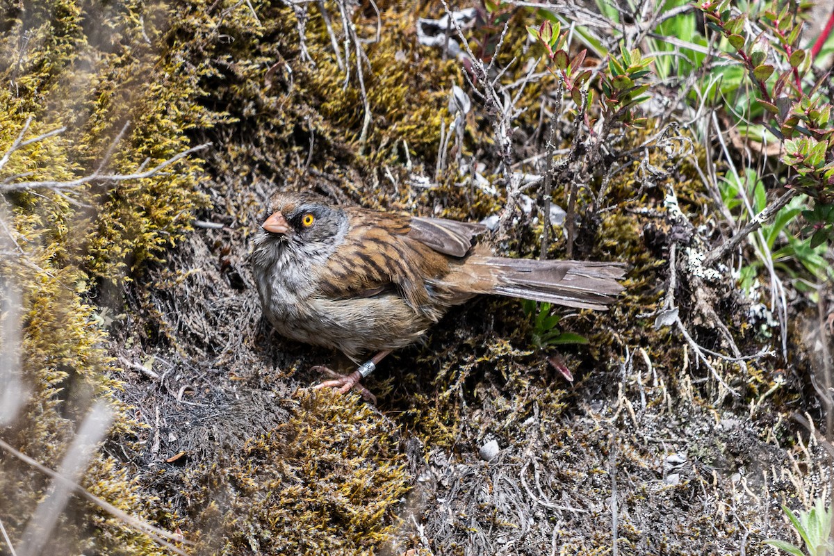 Volcano Junco - ML637092805