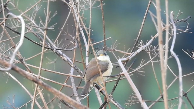 Ashy Prinia - ML637092808