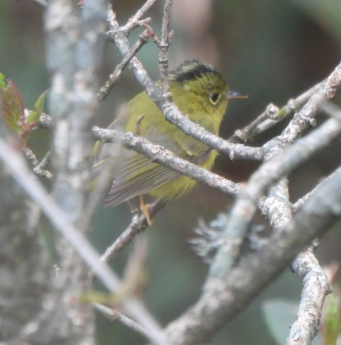 Whistler's Warbler - ML637092812
