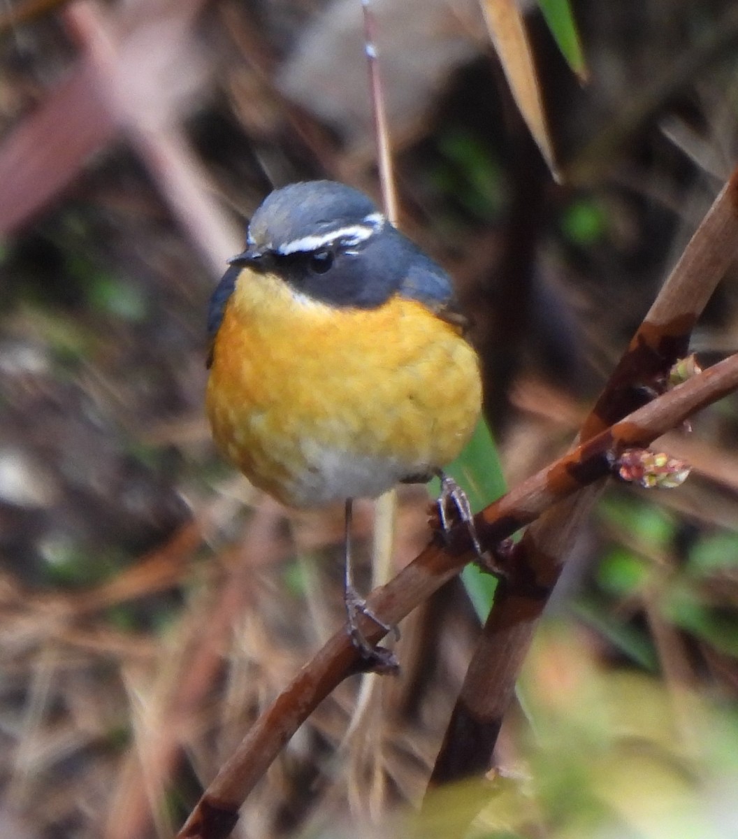 White-browed Bush-Robin - ML637092884