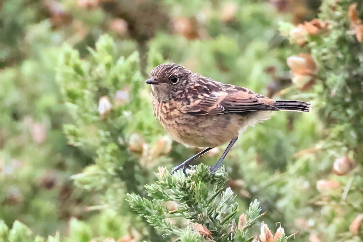 European Stonechat - ML637092925