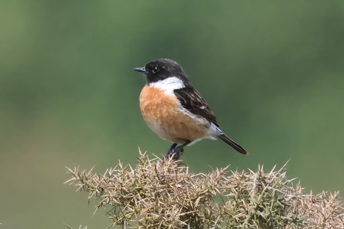 European Stonechat - ML637092926