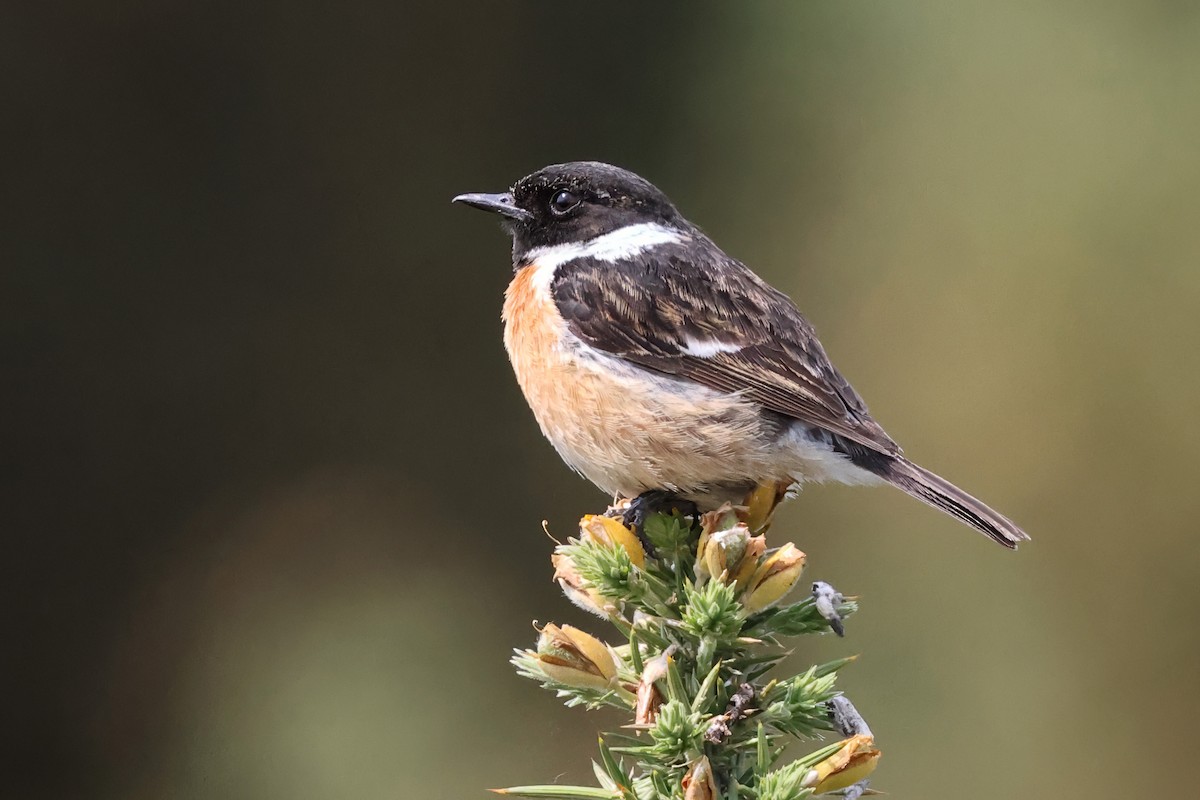 European Stonechat - ML637092927