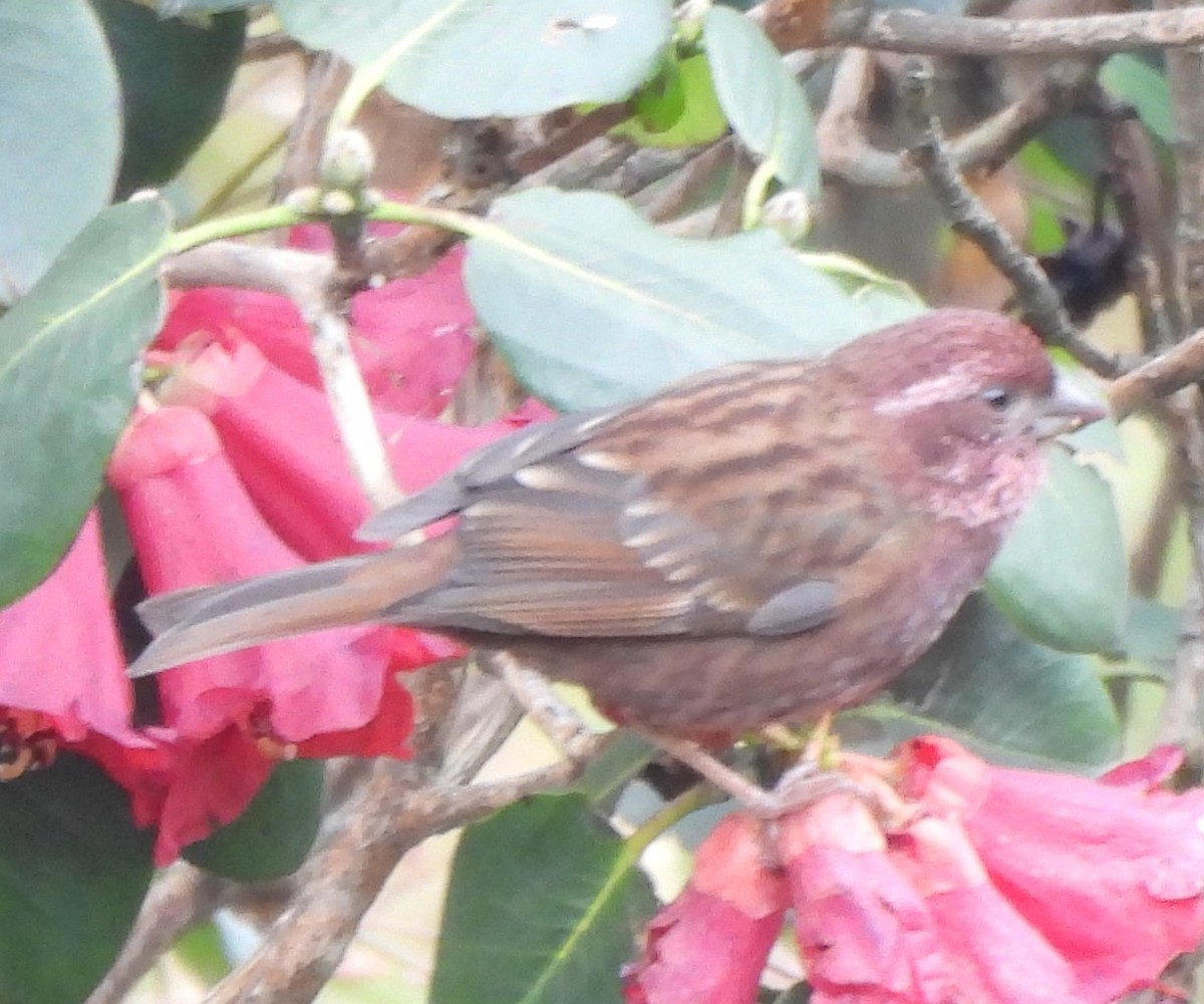 Dark-rumped Rosefinch - ML637092945