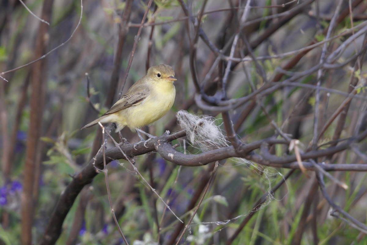 Icterine Warbler - ML637092948