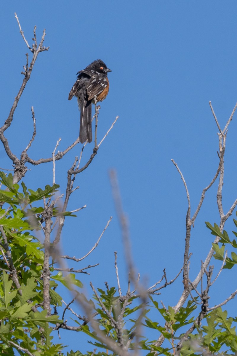 Spotted Towhee - ML637092959