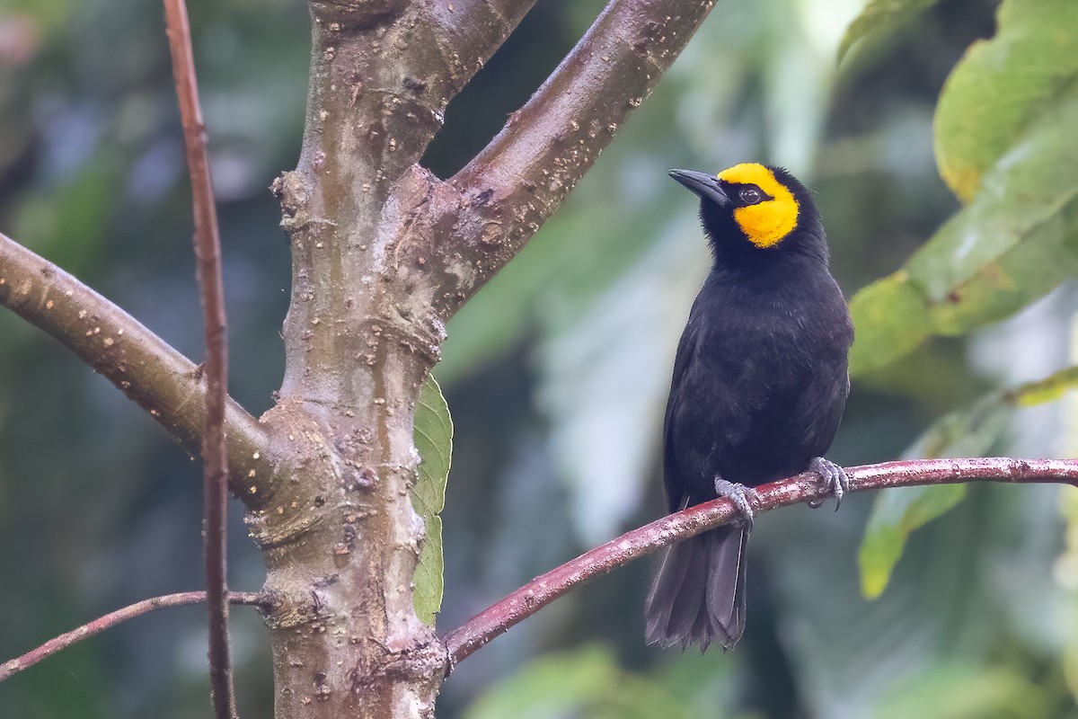 Black-billed Weaver (Eastern) - ML637092962