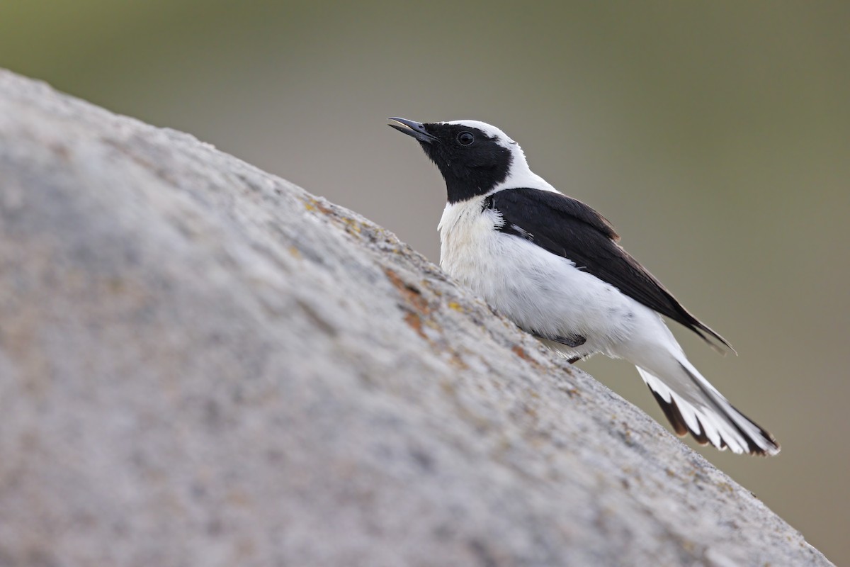 Eastern Black-eared Wheatear - ML637092976