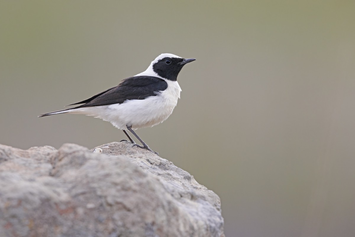 Eastern Black-eared Wheatear - ML637092977