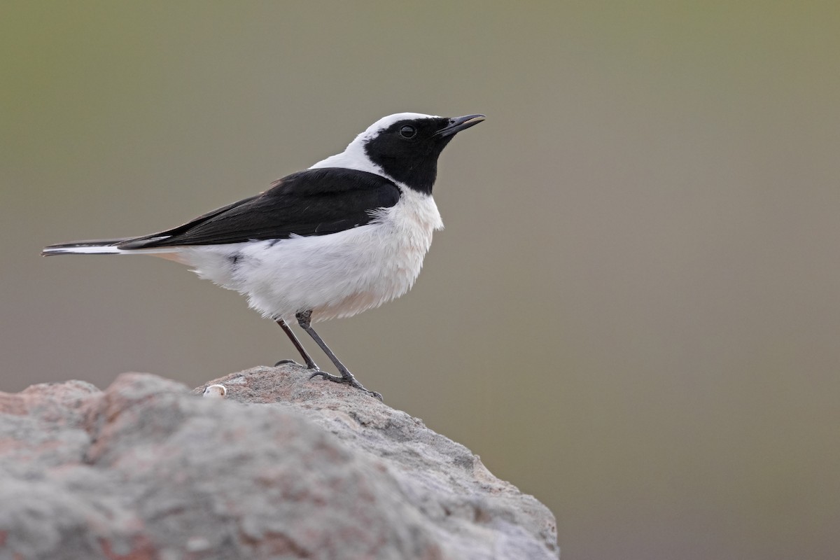 Eastern Black-eared Wheatear - ML637092978