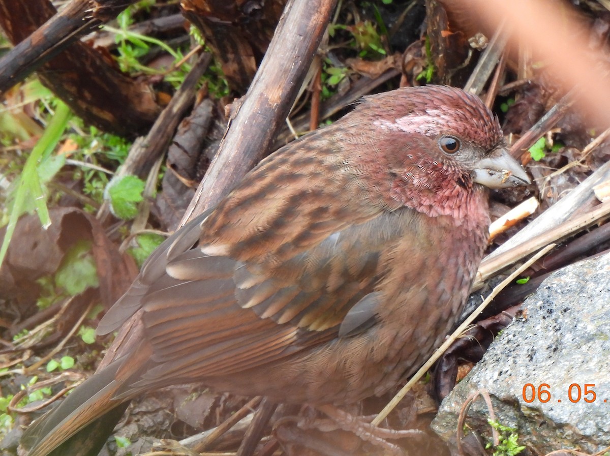 Dark-rumped Rosefinch - ML637092985