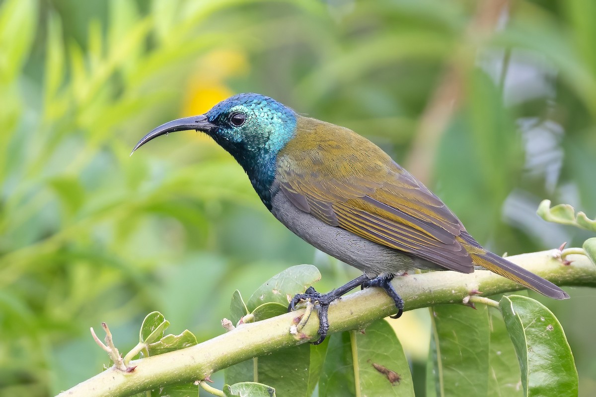 Green-headed Sunbird (Green-headed) - ML637092990