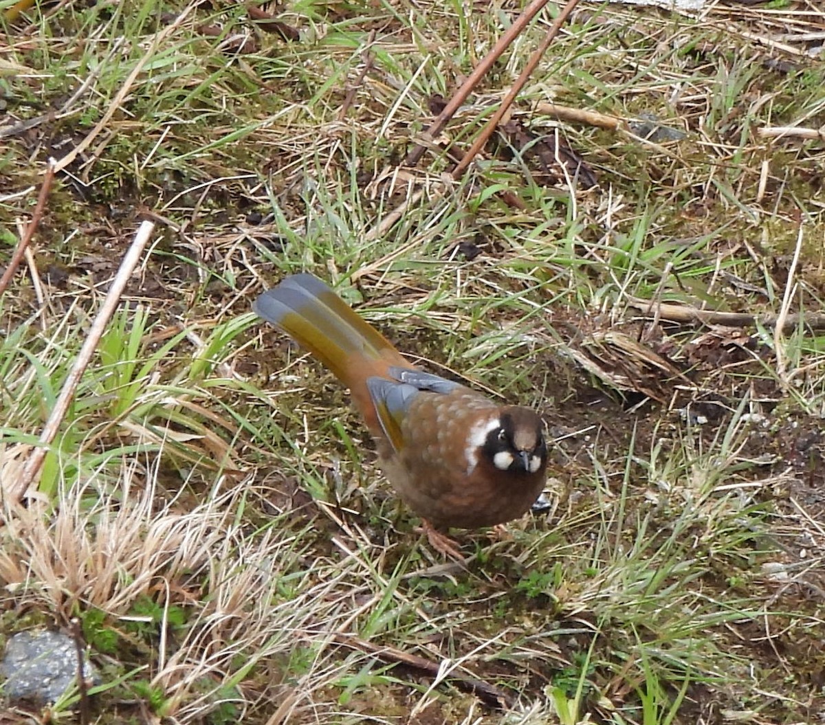 Black-faced Laughingthrush - ML637093002