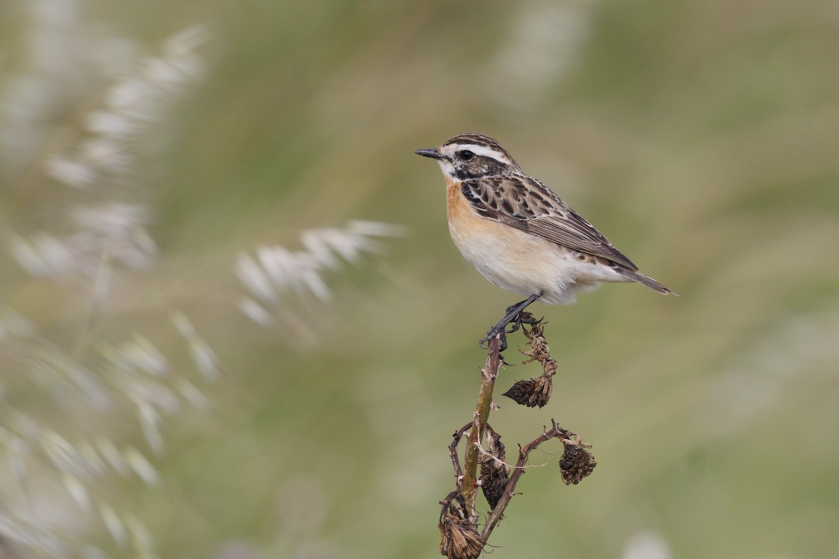 Whinchat - ML637093008