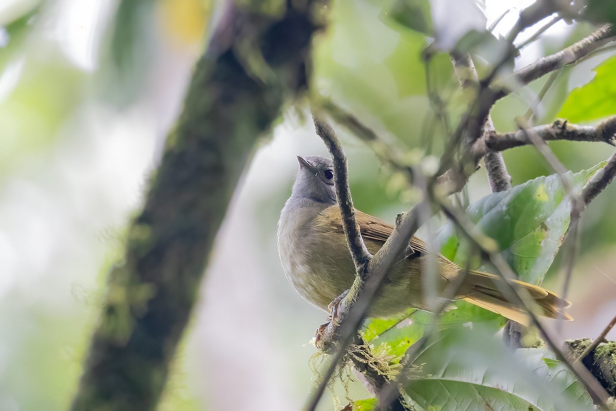 Shelley's Greenbul (Kakamega) - ML637093016