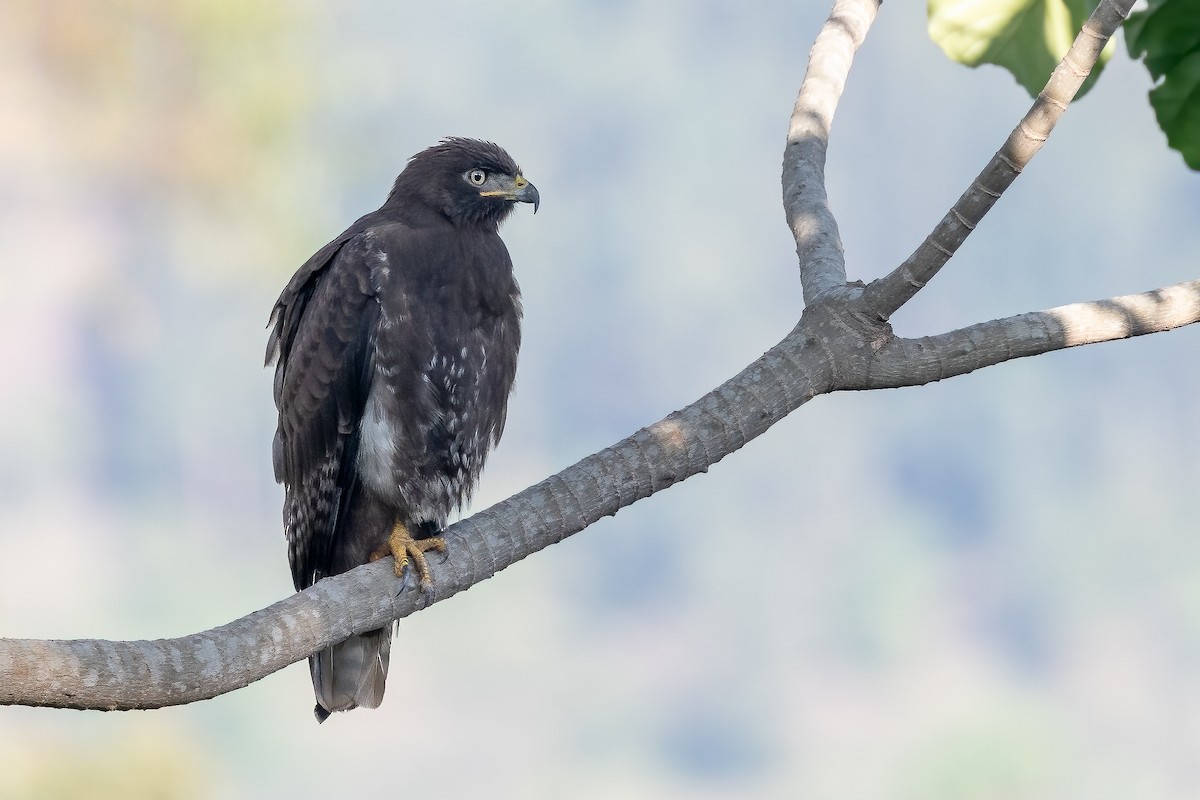 Augur Buzzard (Augur) - ML637093021