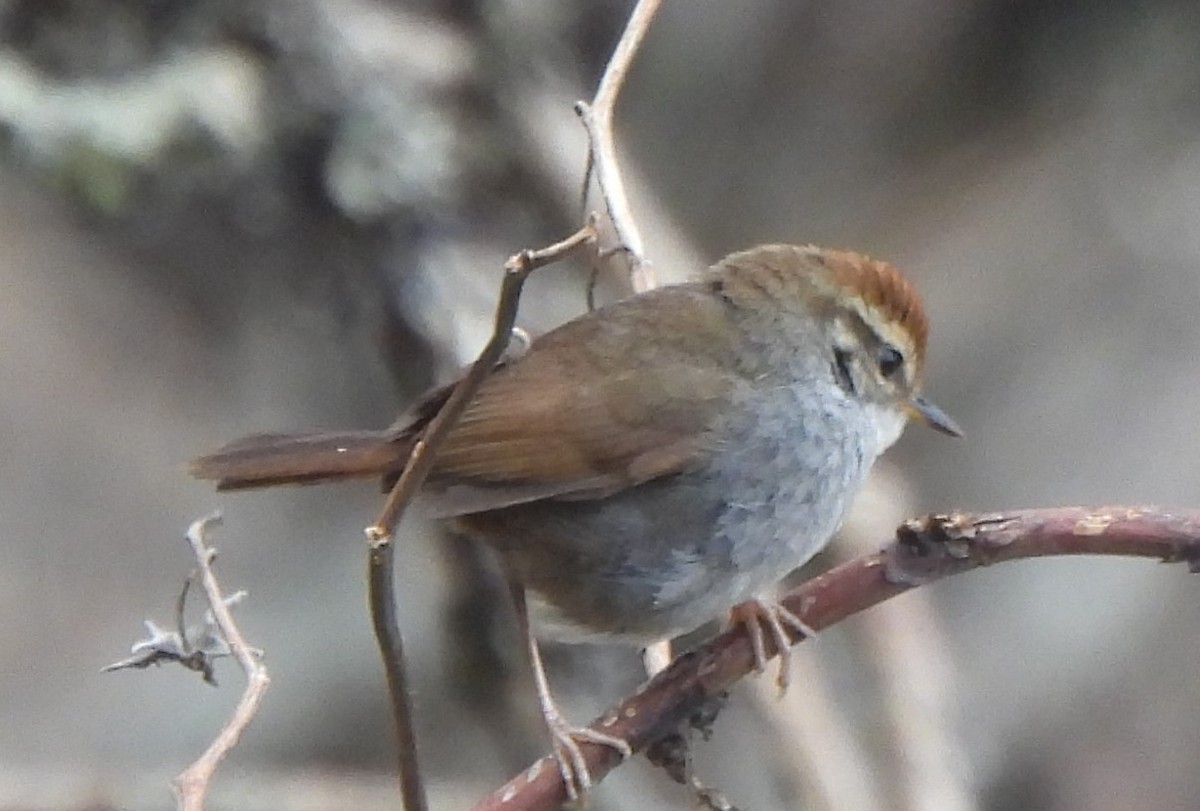 Gray-sided Bush Warbler - ML637093081