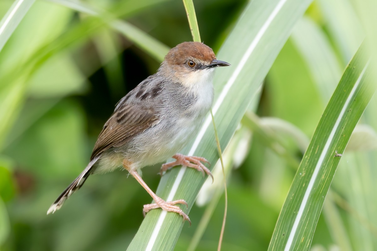Carruthers's Cisticola - ML637093109