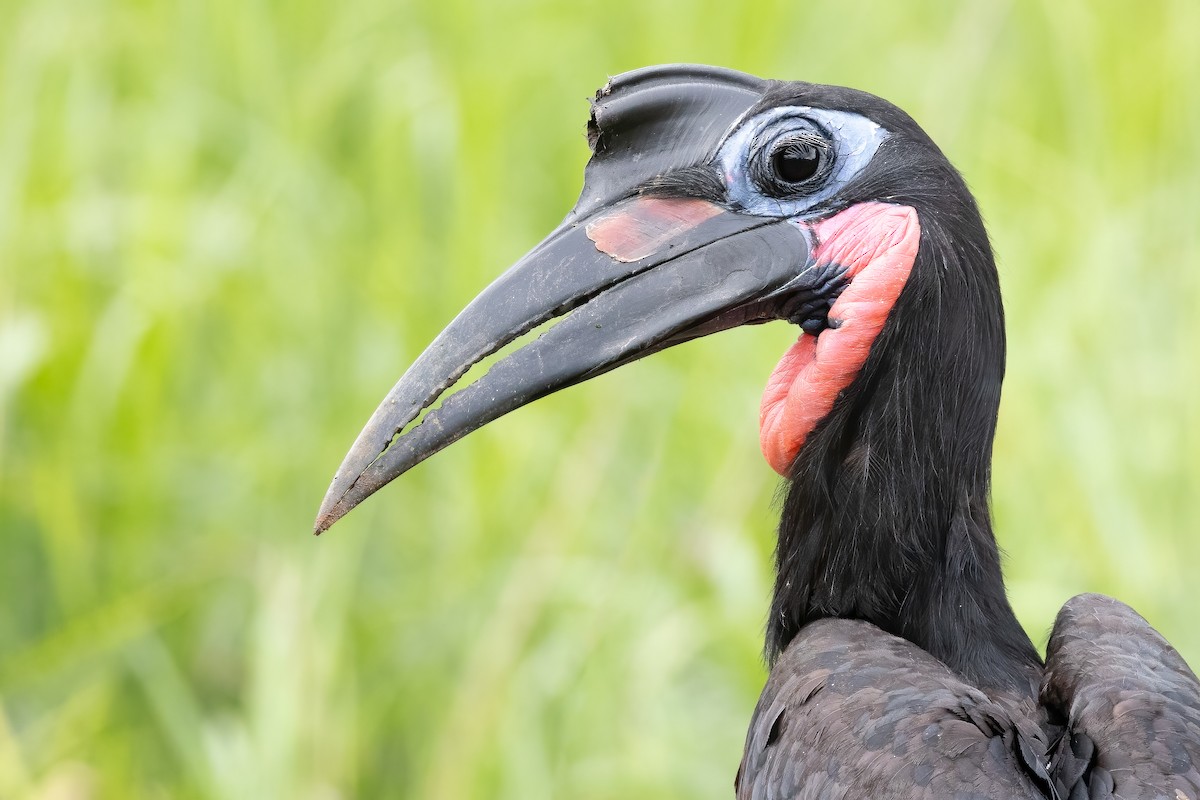 Abyssinian Ground-Hornbill - ML637093144