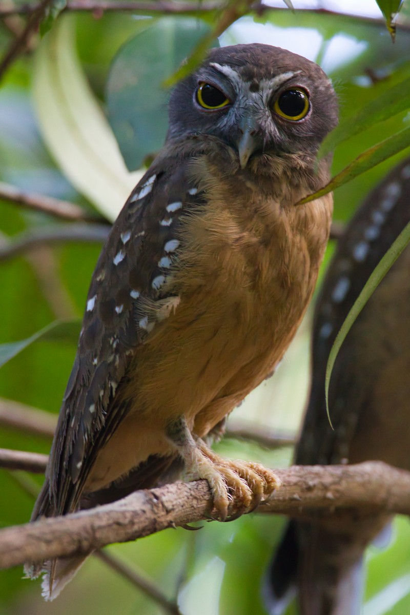 Ochre-bellied Boobook - ML637093152