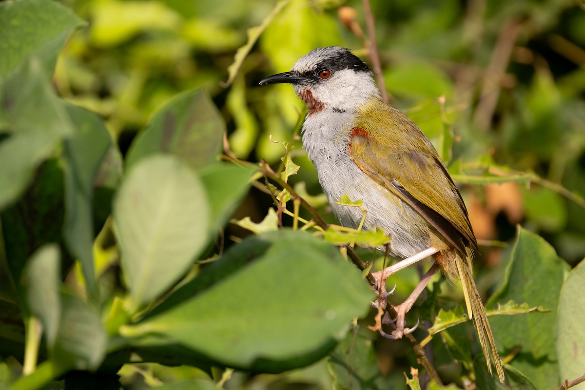 Gray-capped Warbler - ML637093233