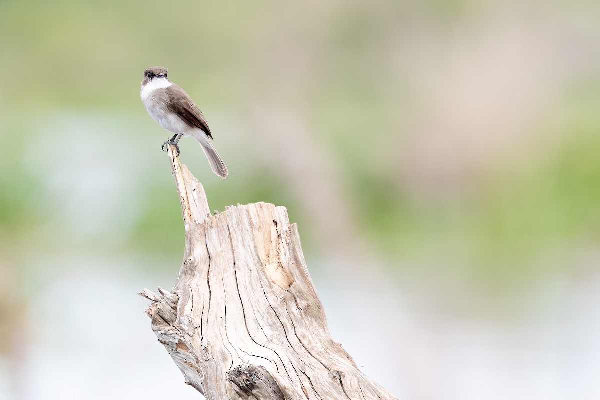Swamp Flycatcher - ML637093237