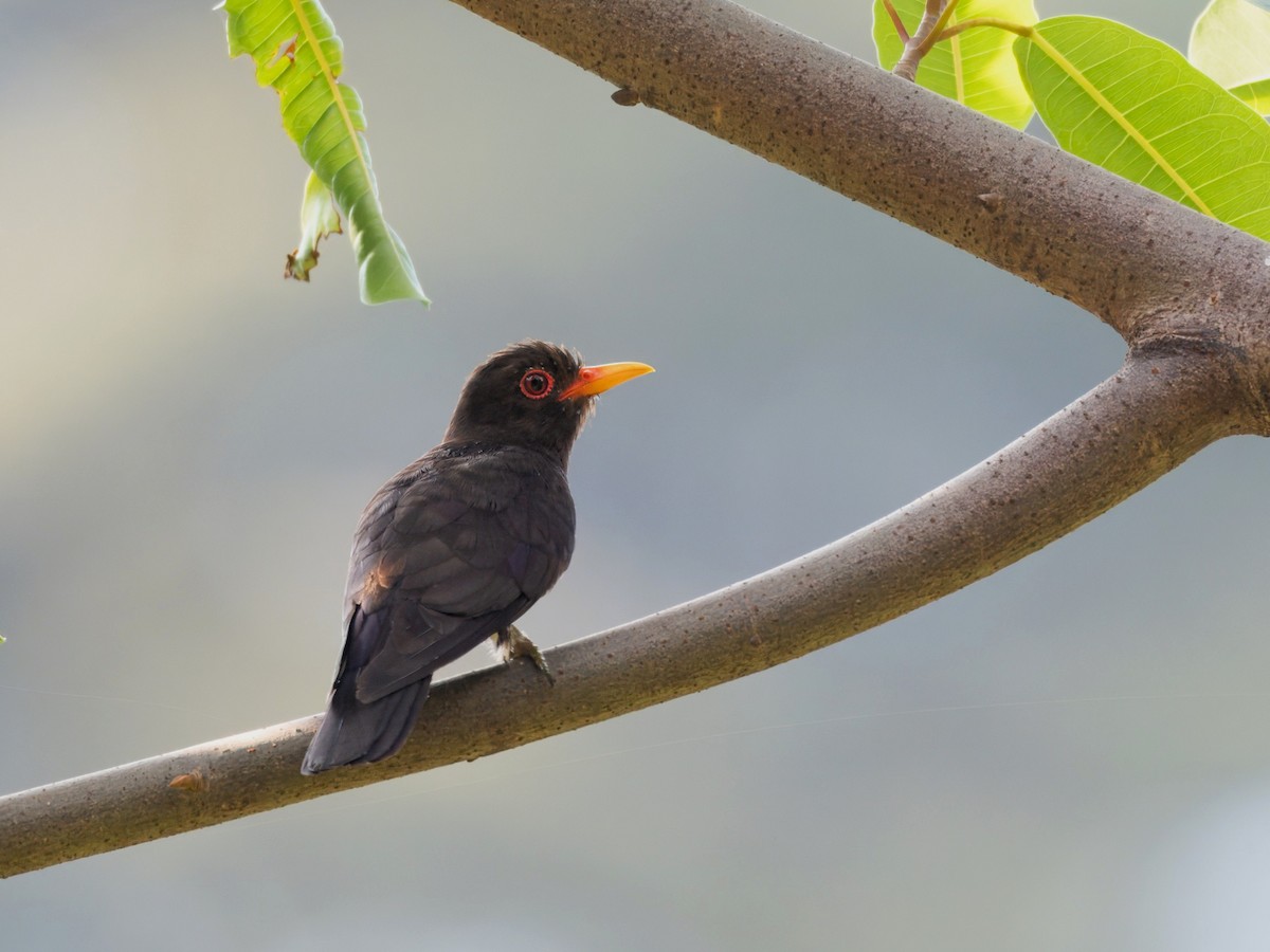 Violet Cuckoo - ML637093240