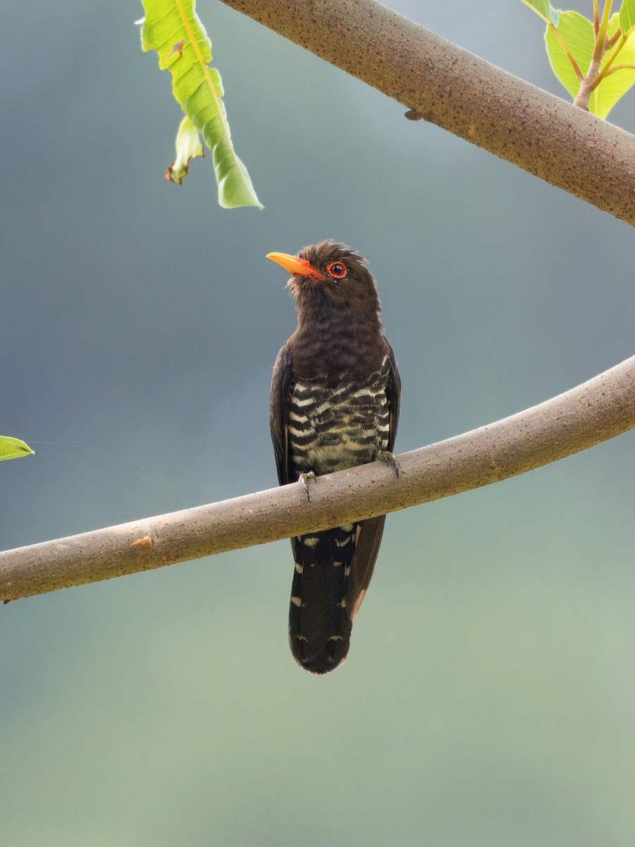 Violet Cuckoo - ML637093245