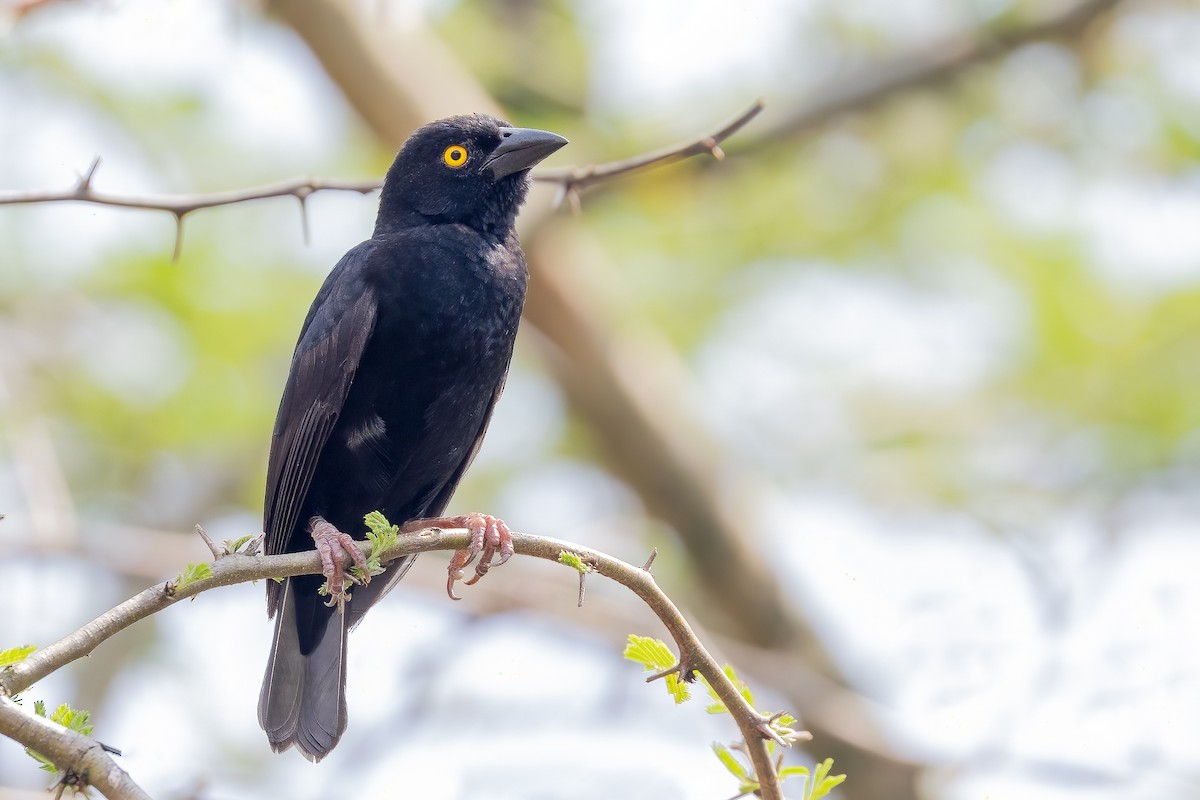 Vieillot's Black Weaver - ML637093281