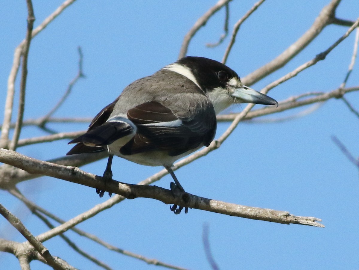 Gray Butcherbird - ML637093340