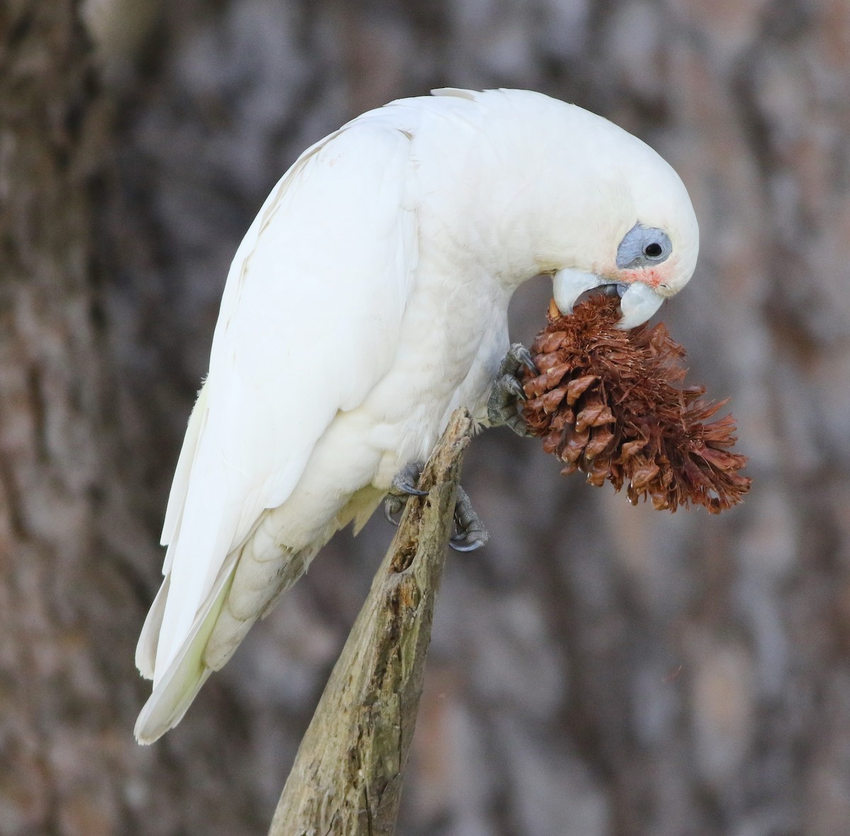 Little Corella - ML637093343