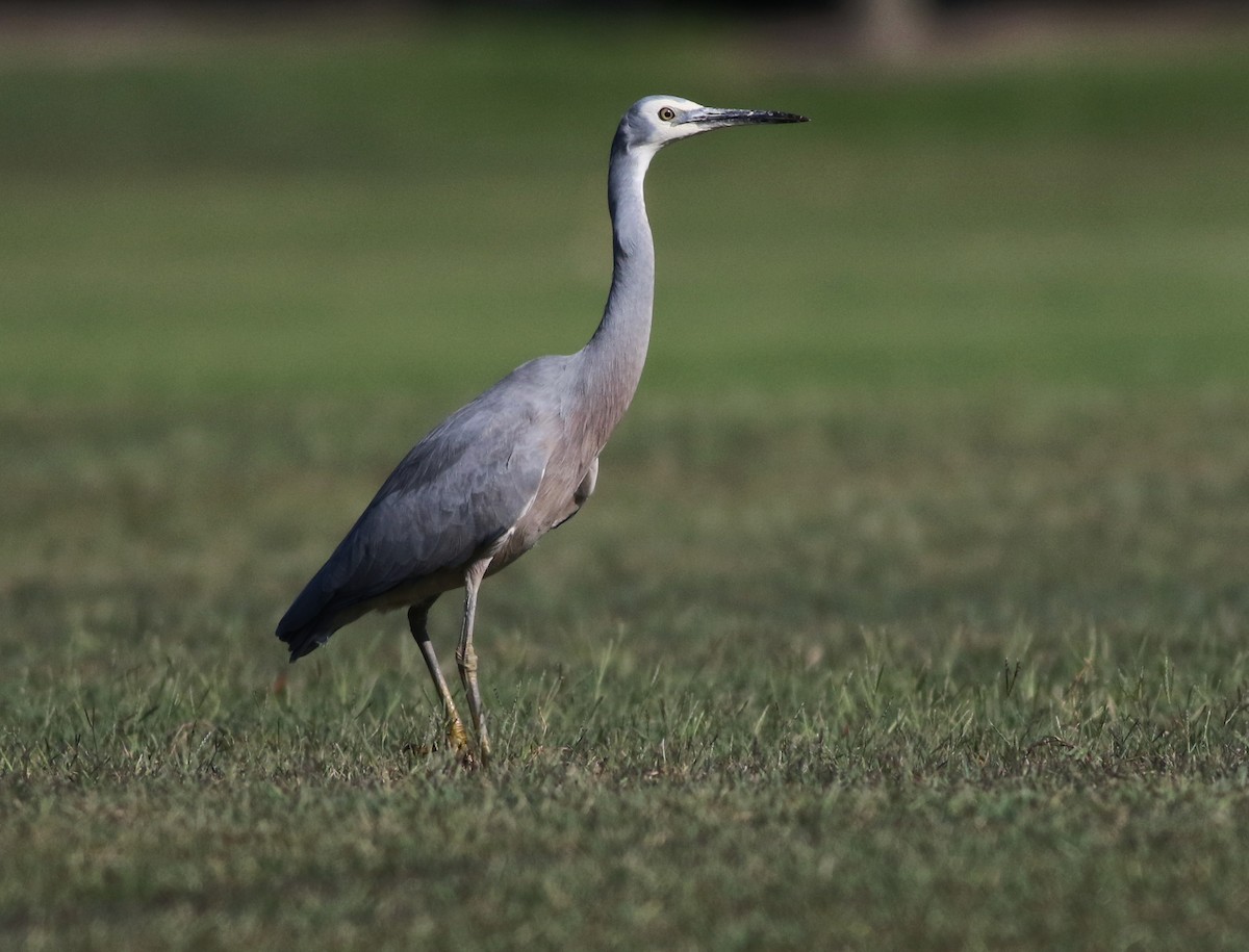 White-faced Heron - ML637093346