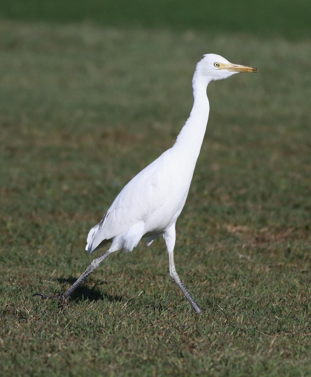 Eastern Cattle-Egret - ML637093349