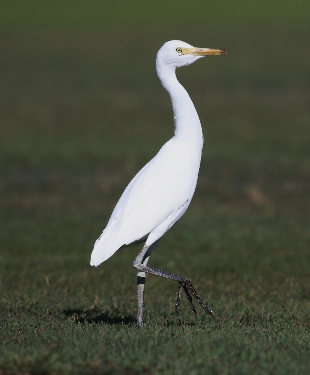 Eastern Cattle-Egret - ML637093350