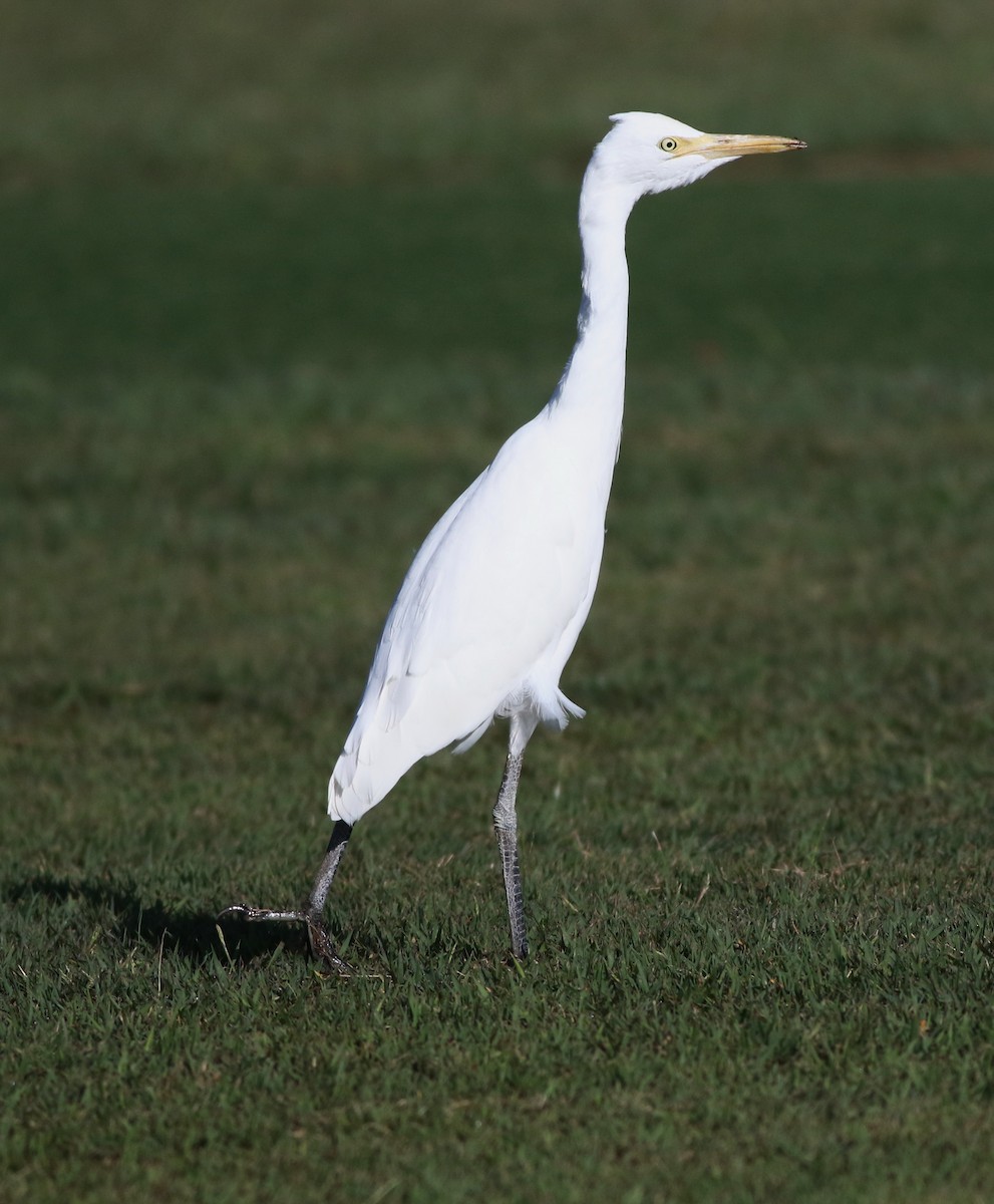 Eastern Cattle-Egret - ML637093351