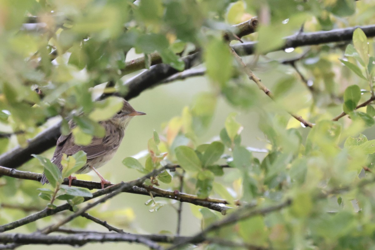 Common Grasshopper Warbler - ML637093355
