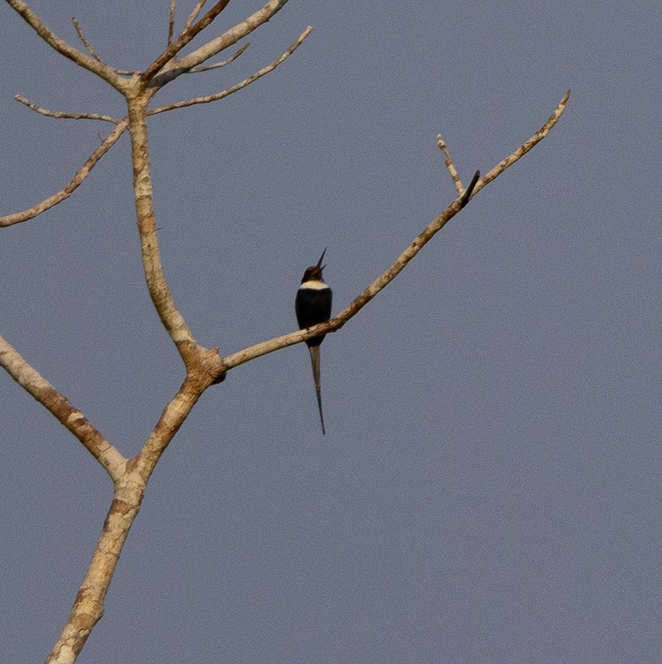 Paradise Jacamar - ML637093380