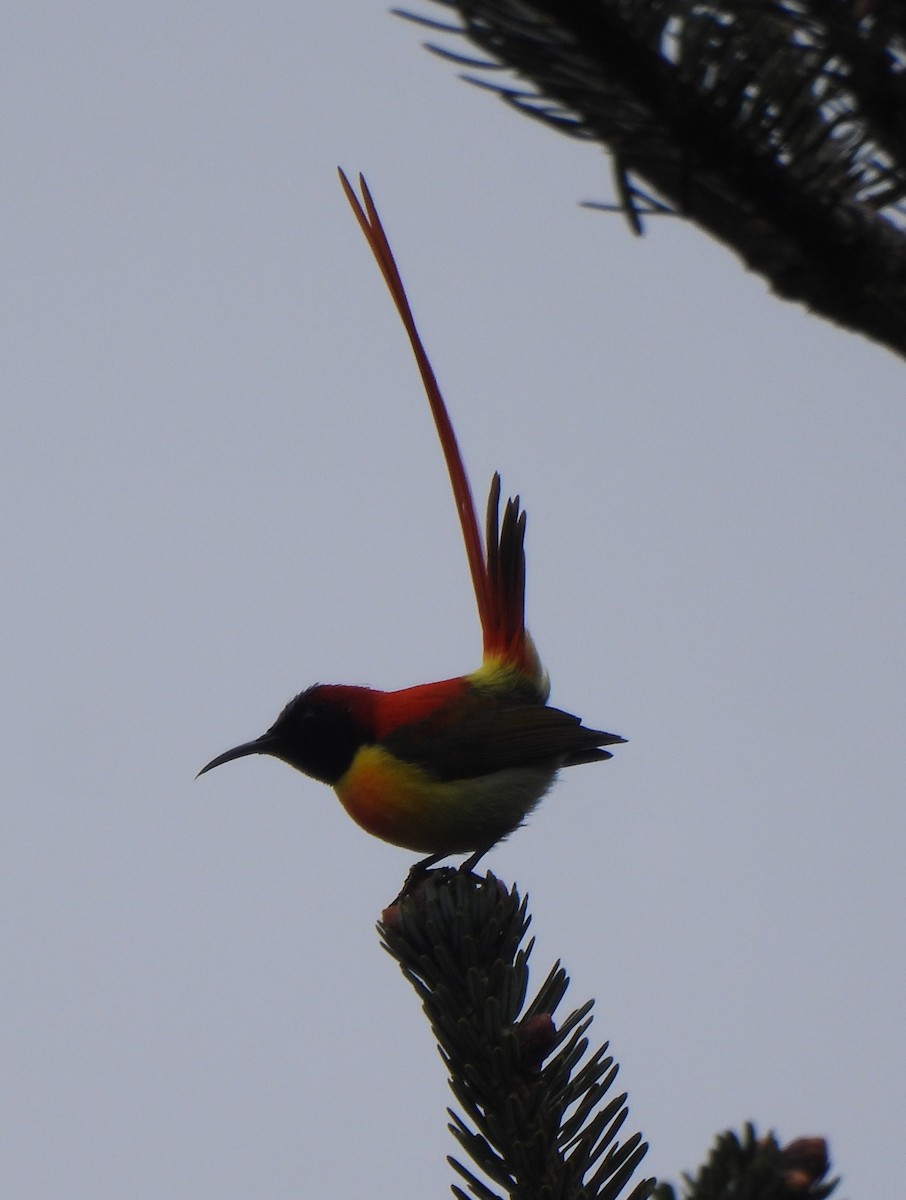 Fire-tailed Sunbird - ML637093389