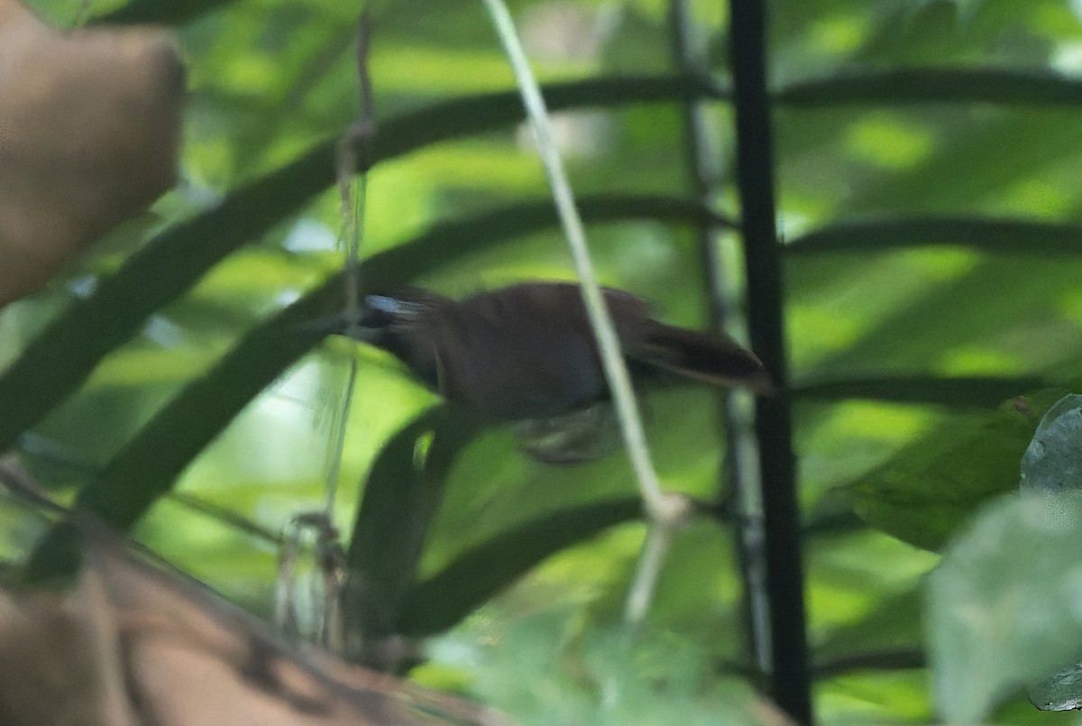 Large Wren-Babbler - ML637093398