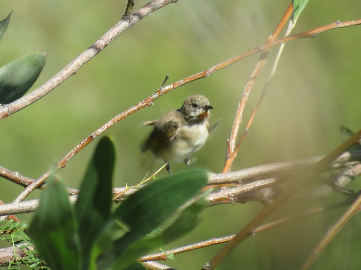 Rufous-throated Honeyeater - ML637093423